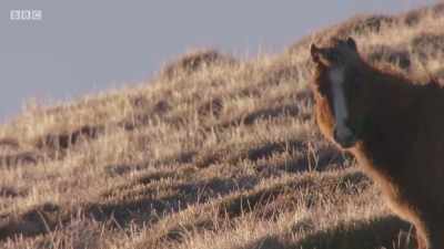 They are an ancient breed - Wales: Land of the Wild