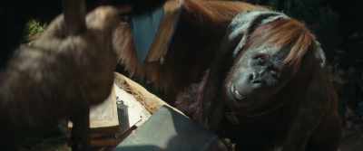 They are an ancient way to store ideas. - Kingdom of the Planet of the Apes