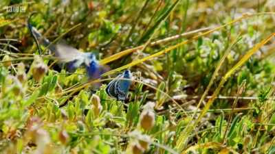 They are this butterfly's personal
security service... - Wales: Land of the Wild