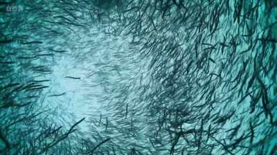They are essential prey for a
wide range of top predators. - Wild Isles