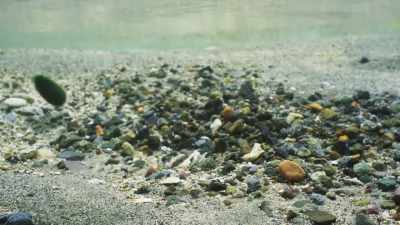They are gently carried back
and forth by the currents - The Green Planet