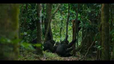 They are highly intelligent. - Chimp Empire