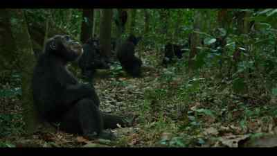 They are in conflict with a bigger, more powerful group. - Chimp Empire