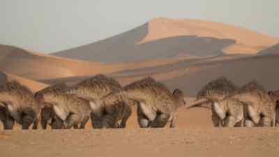 They are long-distance specialists - Prehistoric Planet