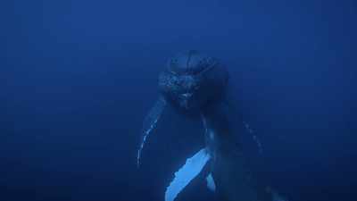 "They are mammals like us," - Secrets of the Whales