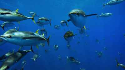 They are not the only hunters here. - Blue Planet II