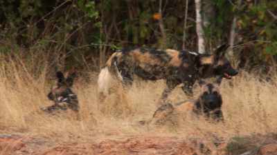 They are notoriously aggressive,
and a danger to the pups. - Dynasties