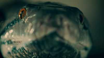 THEY ARE PREDATORS THAT USE
STEALTH TO AMBUSH THEIR PREY, - Expedition Mungo