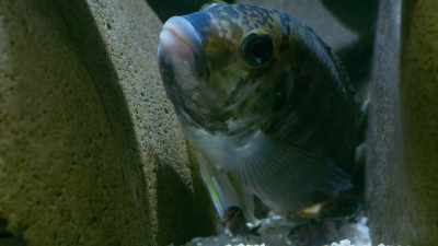 They are truly cuckoos among fish! - Seven Worlds, One Planet