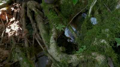 They are unusually strong, - The Green Planet