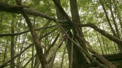 They are used to claim
territory, mark important
locations - Expedition Bigfoot