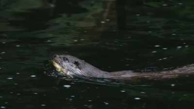 They are usually loners, like this one, - Wild Nordic
