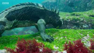 They are vegetarians, - Planet Earth: A Celebration