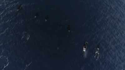 They are very sentient beings,
they are highly evolved, - Secrets of the Whales