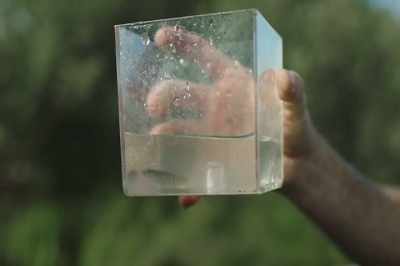 They are vulnerable
to these hatchery fish, - Artifishal