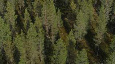 They are well protected among the trees - Wild Nordic