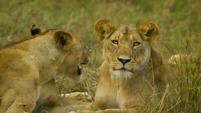 They aren't the only lions
drawn to the remains. - Serengeti