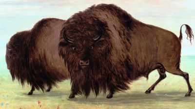"They ate buffalo meat. - The American Buffalo