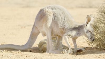 They barely have the strength to move. - Hostile Planet