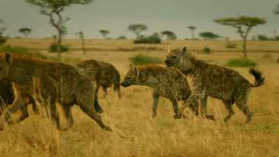 THEY BARK - Serengeti