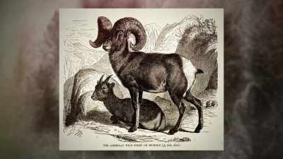 They became the primary source - Yellowstone: One-Fifty