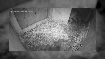 They had been born
in an unheated hut, - Secrets of the Zoo