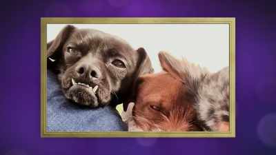 They had been rescued
from a hoarding situation, - 2022 American Rescue Dog Show