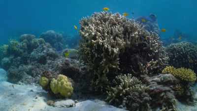They begin to produce toxic
compounds which cause - Attenborough's Life in Colour
