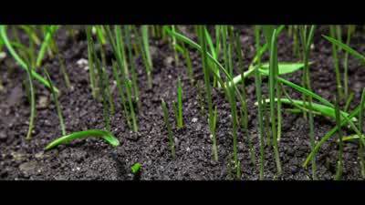 They begin to farm. - Nova