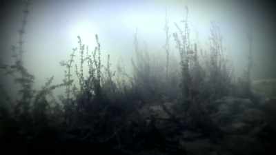 THEY BELIEVE A MYSTERIOUS CREATURE - Strange Evidence