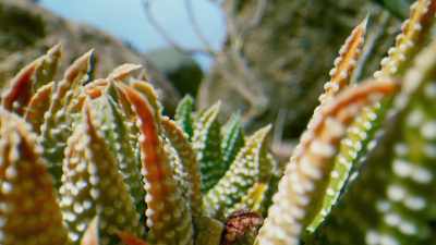 They belong to many different
families, but as a group, - The Green Planet