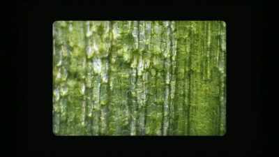 They were biological forms, - A Brief History of the Future