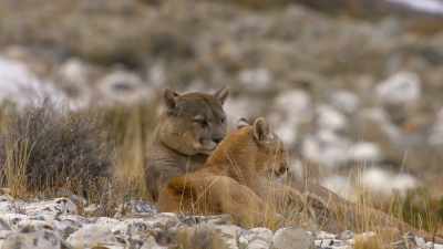 They both prefer a solitary lifestyle. - The Secret Lives of Animals