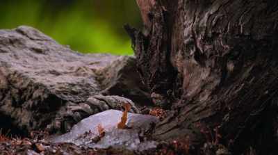 They break down plant life
and make it usable - Fantastic Fungi