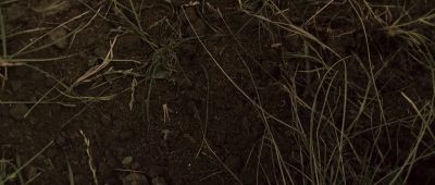 They bury food let it rot' - The Burrowers