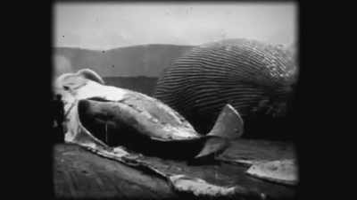 They called them right whales - Six Degrees with Mike Rowe