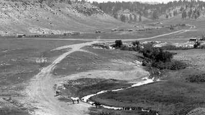They came back in the spring, - The American Buffalo
