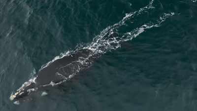 ...they can also be
a sanctuary. - Planet Earth III