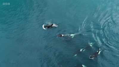 They can appear anywhere
on Shetland's coast at any time. - Wild Isles