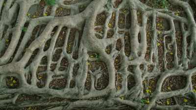 They can be anchored so firmly - The Green Planet