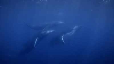 They can do it as effectively
on their own, individually, - Secrets of the Whales
