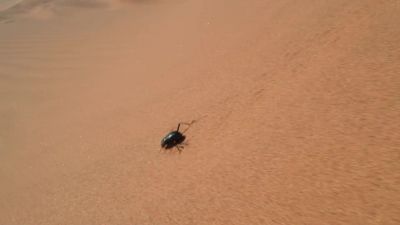 They can drink almost half their weight in water. - Tiny World