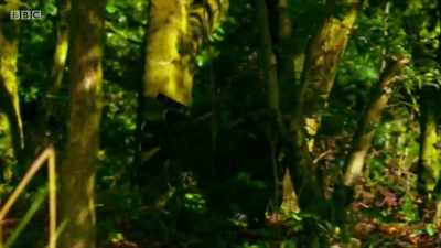 They can easily
navigate the maze of trees, - Wales: Land of the Wild