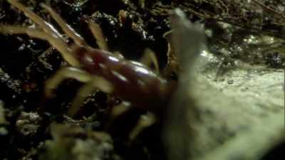 They can grow 25 centimetres long - Modern Dinosaurs