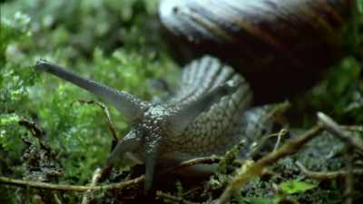 They can grow 90 millimetres across, - Modern Dinosaurs