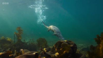 They can hold their breath for up to 90 seconds... - Wild Isles