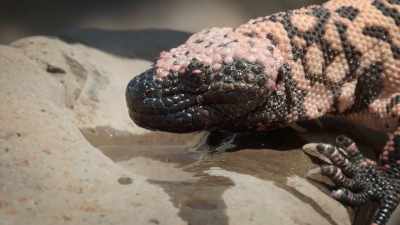 They can leave the waste
in the bladder - United States of Animals