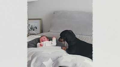 They can respond appropriately - Inside the Mind of a Dog