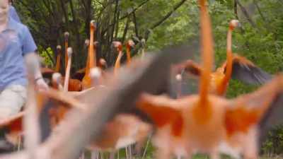 They can run around - Secrets of the Zoo