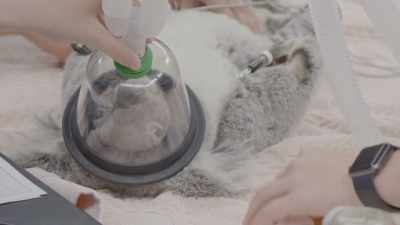 They can slow down their
breathing very fast, - Secrets of the Zoo